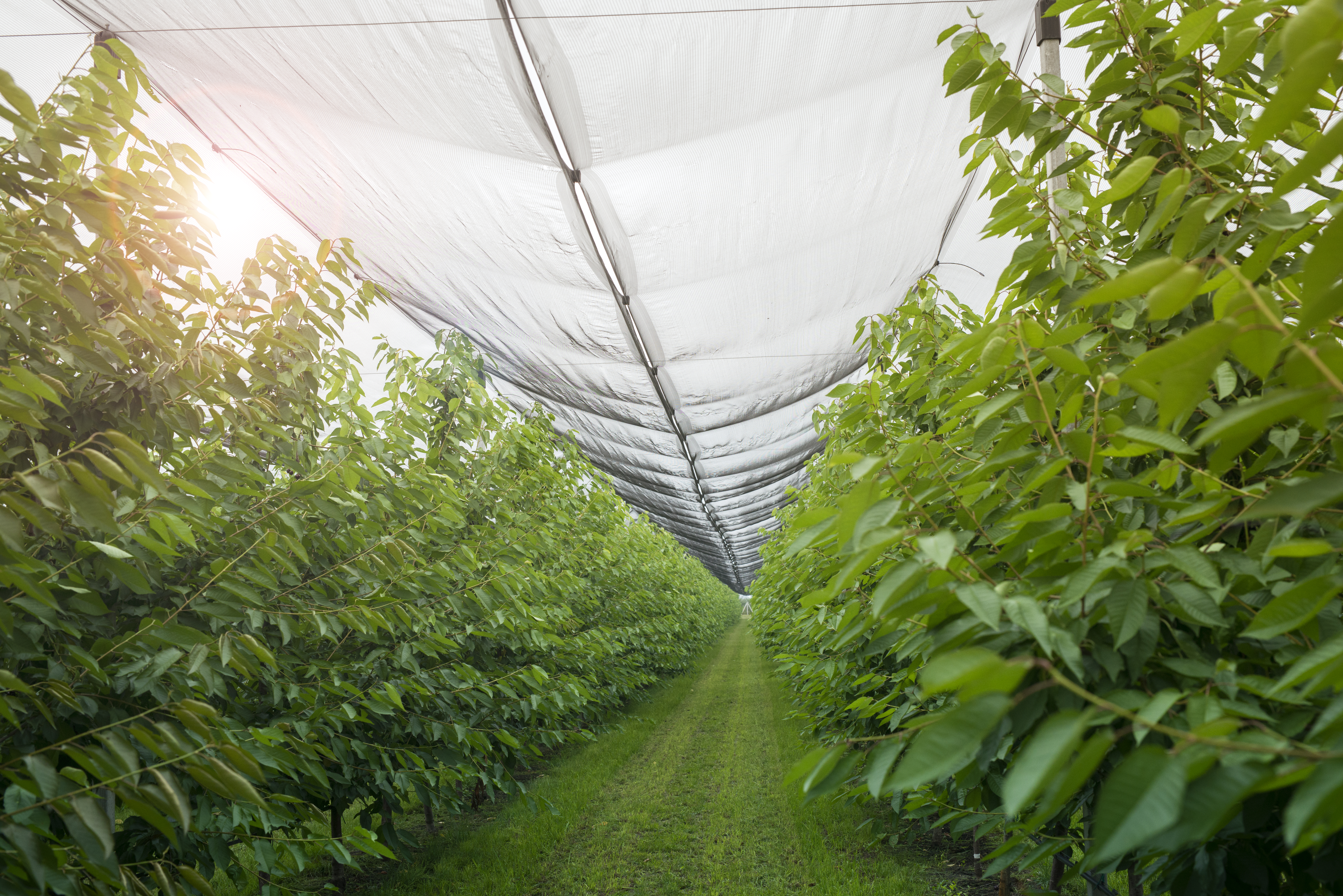 Agriculture Trading